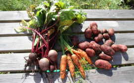 В Татарстане подешевели продукты из «борщевого набора»