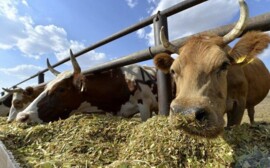 Половину сельхозпродукции в прошедшем году в РТ произвели малые хозяйства