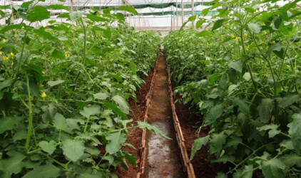 В Татарстане увеличили норматив дохода от продажи плодов и продукции с ЛПХ